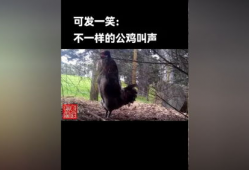 免费搞鸡视频,轻松享受娱乐时光